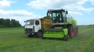 Комбайн Claas Jaguar 870 и грузовик МАЗ 5551 работают на кормах в СПК "Гигант"
