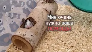 Мне нужна ВАША ПОМОЩЬ