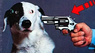 The owner wanted to shoot the dog because of bad behavior. But at the last moment...