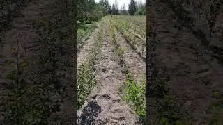 #саженцымиколенко #саженцымедвино #саженцыплодовых