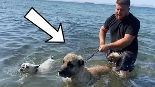 KANGAL AYI MARLA TOSUN VE MİA İLE DENİZDE SAKATLANDIM!