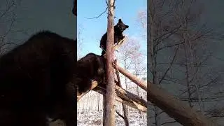 Опаздавший Буржуй.