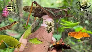 Hunt leaf grasshoppers and red dragonflies in the habitat