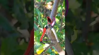 Как выбрать секатор? 