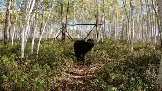 Дуська напугала медведей.