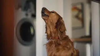 Roo, the very vocal dog | Chewy commercial