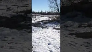 Подсадная утка