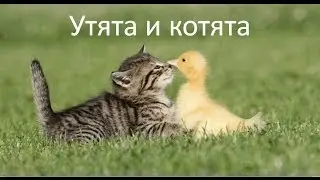 Как кошка выращивает и котят, и утят. Котята и утята