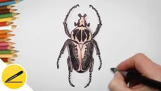 Drawing a beetle - How to draw a beetle (goliath) step by step | Learn to draw insects