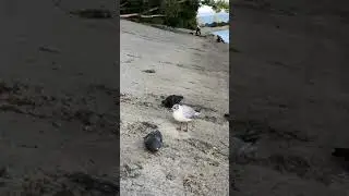 Чайка и голуби в Казани, лето 2019