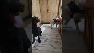 Jacky and Lucy fighting for Pancakes 😂