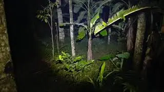 Susul Kang Jaka Di kejar2  Bakul Tempe belatung tok