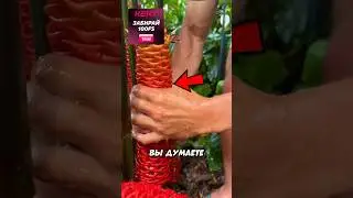 Самое странное растение!🍀😱