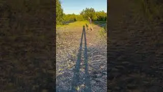 Shadow Stilts! 