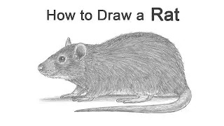 How to Draw a Rat