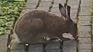 Зайцы пришли на обед. Жизнь в своём доме без забора в Финляндиии. Кротовая Лихорадка