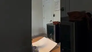 Cat Opens Door Knob and Enters Room