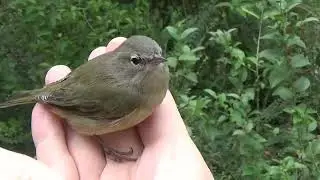 Bird in Hand II