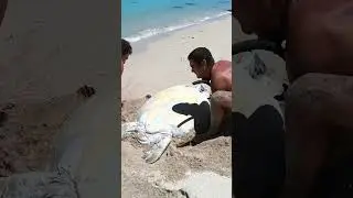 Sea Turtle Stuck On Remote Beach..