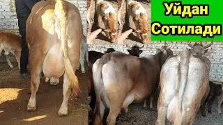 Ишончли Швет парода она бола ва бузокчалар уйдан сотилади