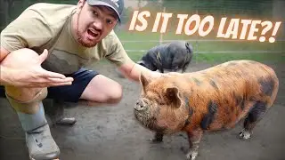 We Need To Separate Our Pigs... (Before This Happens)