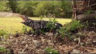 Tegu Attacks Dog 01