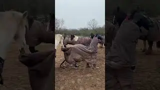 Fake Horse Tries to Blend in with Pack of Horses