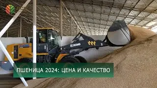 Ситуация на рынке сельхозпродукции/Цена на зерно/Качество пшеницы 2024/Системы орошения/Второй посев