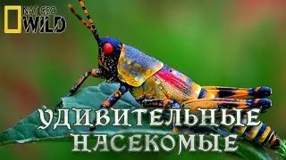 Удивительные насекомые. Мир природы, дикие животные. 