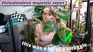 repotting my philodendron majestic! ✨  sphagnum to soil, moss pole, & taking a cutting ✂️