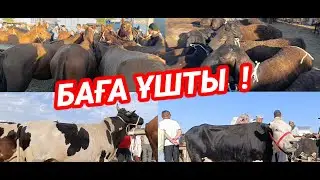 ЖЫЛҚЫ СИЫР ҚОЙ БАҒАСЫ | АБАЙ МАЛ БАЗАРЫ | МАЛ БАЗАР 2024 | livestock market