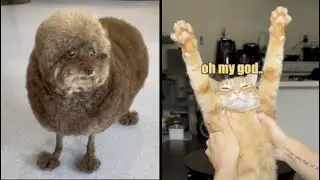 Dog Gets Worst Haircut