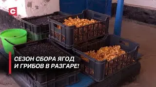 Жаркая пора для заготовителей! Как собирают продукцию и куда реализуют?