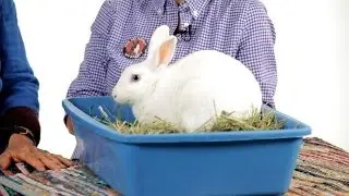 Can Rabbits Be Litter Trained? | Pet Rabbits