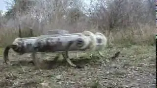 Boston Dynamics - RHex