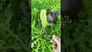 Смотрите скорее какой красивый Донской Сфинкс