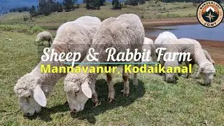 Sheep Farm Mannavanur | Sheep and Rabbit Farm Tour | Sheep Research Center | Kodaikanal | 4K