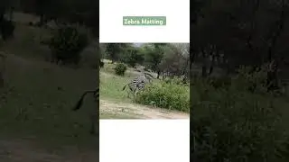 Zebra mating / Zebra meeting 