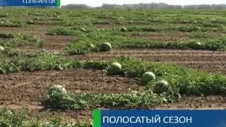 Полосатый сезон