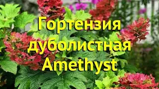 Гортензия дуболистная Аметист. Краткий обзор, описание характеристик hydrangea quercifolia Amethyst