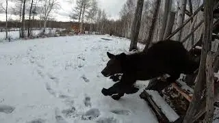 Банда подростков медвежат.