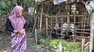 DULU MISKIN, KINI JADI PENGUSAHA...!!! JANDA DESA PENGUSAHA KAMBING || JANDA DESA SEDERHANA