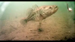 Ловля ротана со льда. Подводная съёмка
