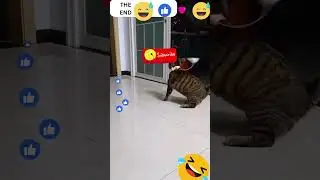 cat fails Funny Video 