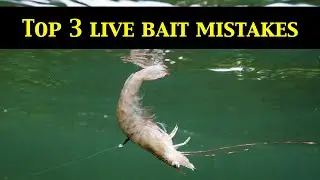 Top 3 LIVE BAIT RIGGING MISTAKES (Underwater Evidence)