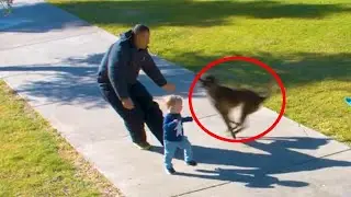 13 УДИВИТЕЛЬНЫХ Животных Спасших Жизни Людям!