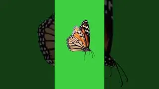 Butterfly On Green Screen Overlay