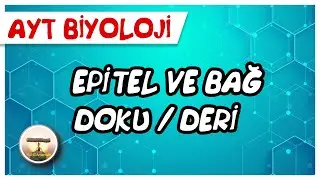 AYT Biyoloji | Epitel ve Bağ Doku / Deri #sayfa48