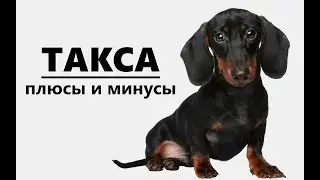 ТАКСА. Плюсы и минусы породы dachshund