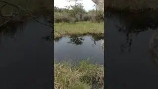 MANCING GABUS BESAR DI LOBANG KECIL AMBYAR.